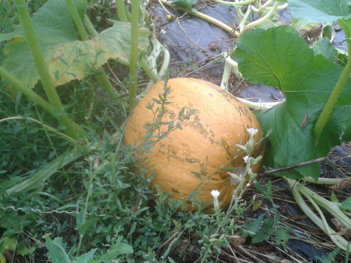 20160817_114353.jpg