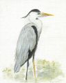 Heron.jpg